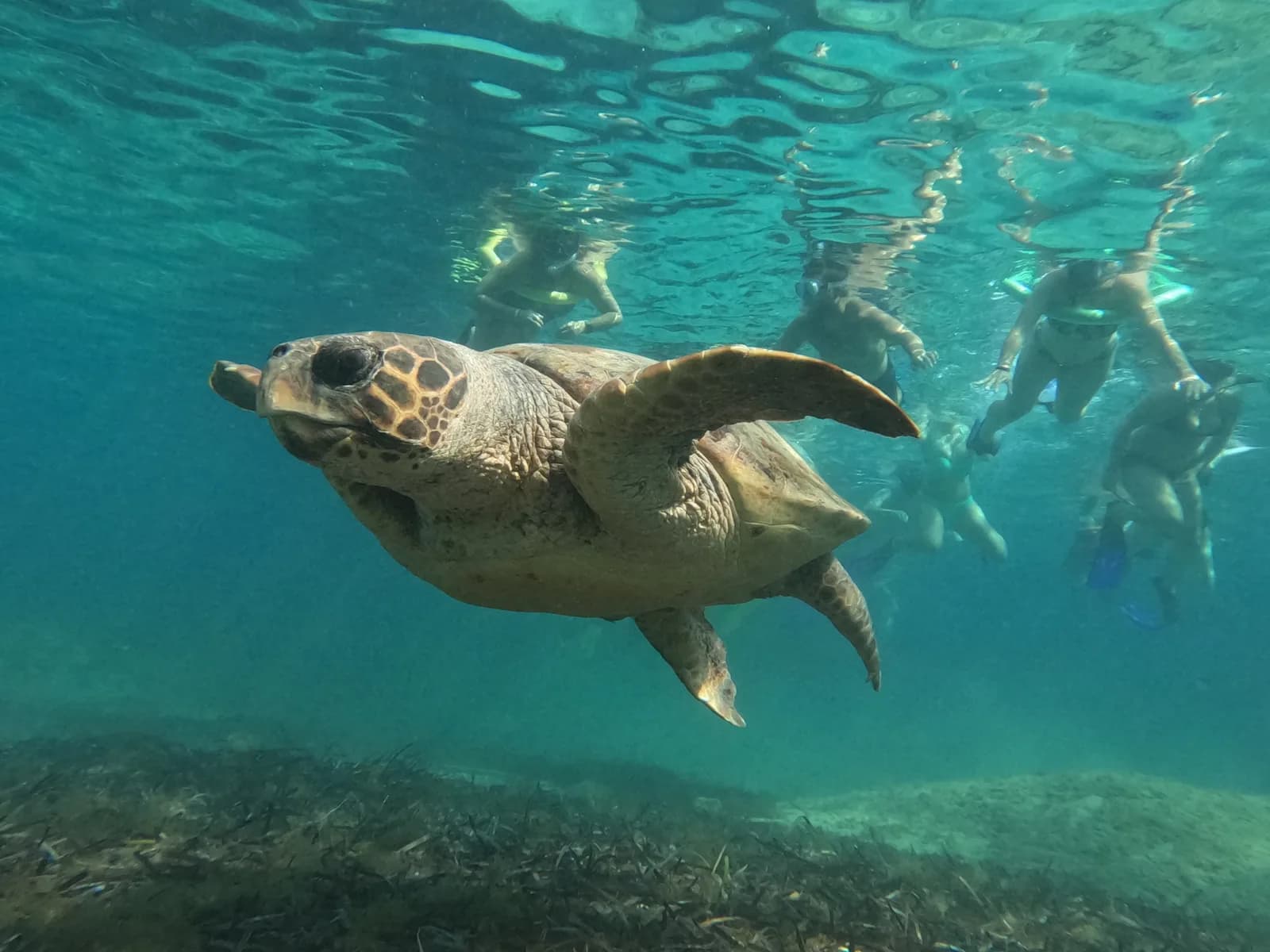 Turtle Watching Scooter trip (Paphos)